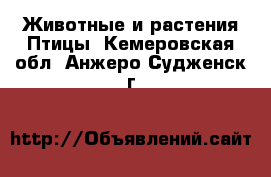 Животные и растения Птицы. Кемеровская обл.,Анжеро-Судженск г.